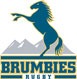 Brumbies Logo