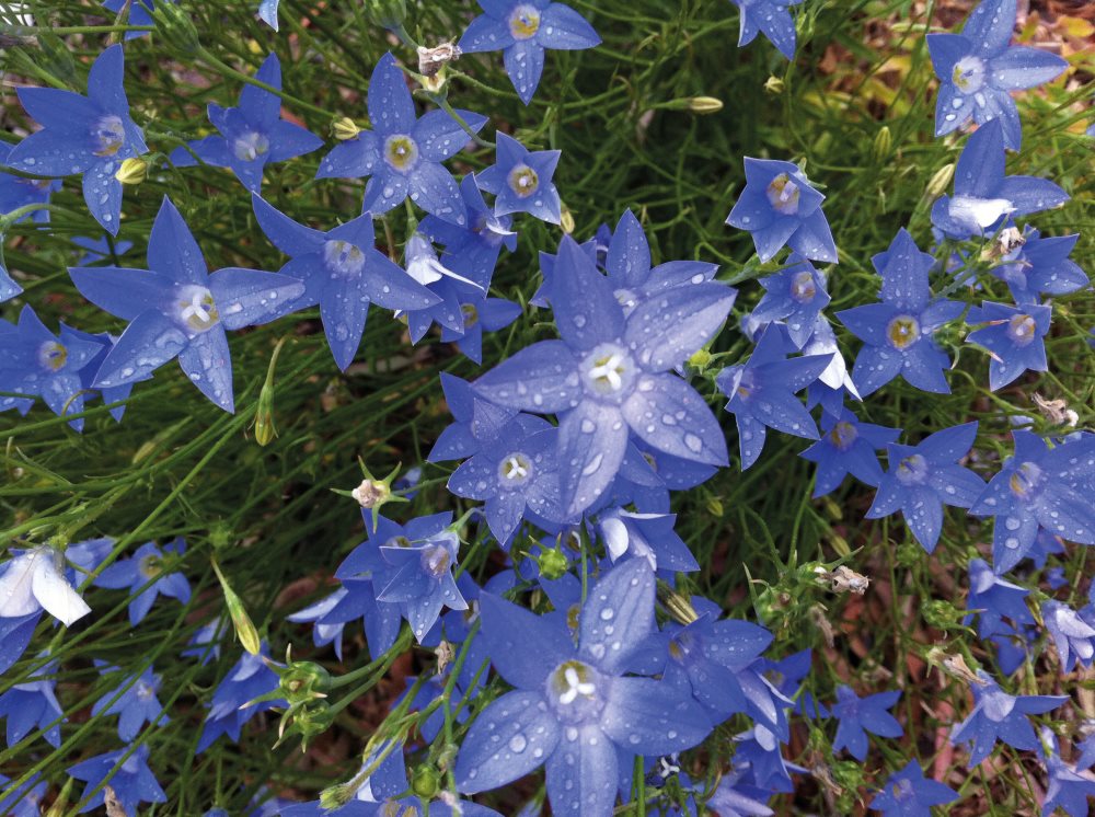 Bluebells