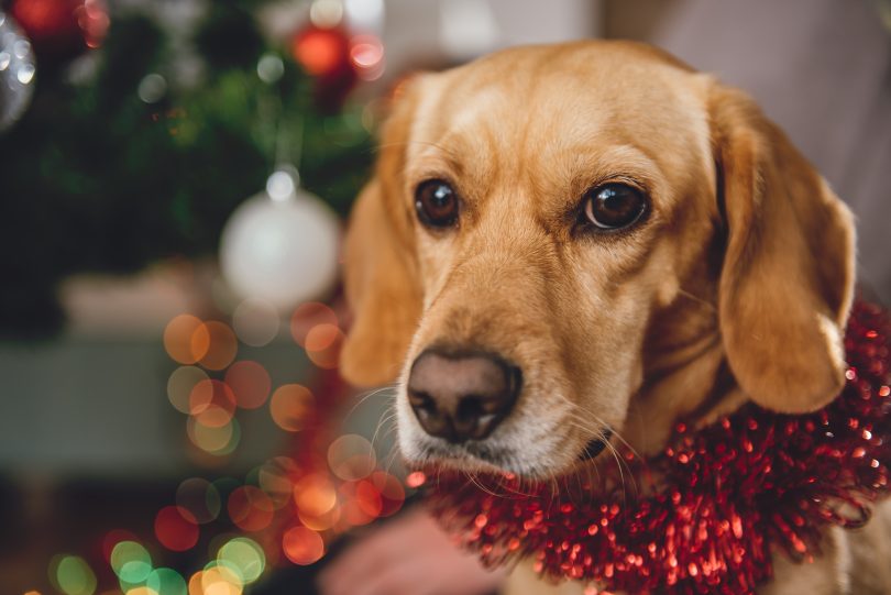 Family dog at Christmas time.