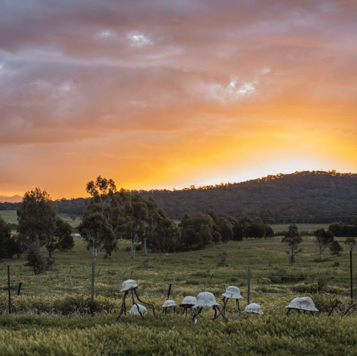 Farm in the Majura Valley ACT