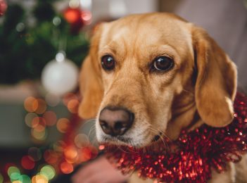 Christmas is a good time to discuss who will take care of your pet if you pass away…